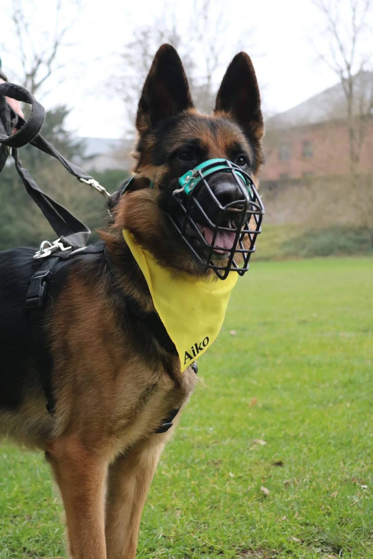 Aiko, male German Shepherd for adoption at Tierheim Trier, Trier — photo 2 of 2