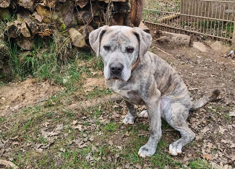 Mala, female 5yo Mixed Breed for adoption at Tierschutzverein Trier und Umgebung e.V.