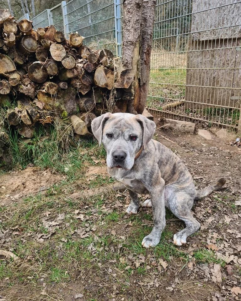 Mala, female Mixed Breed for adoption at Tierheim Trier, Trier — photo 2 of 3