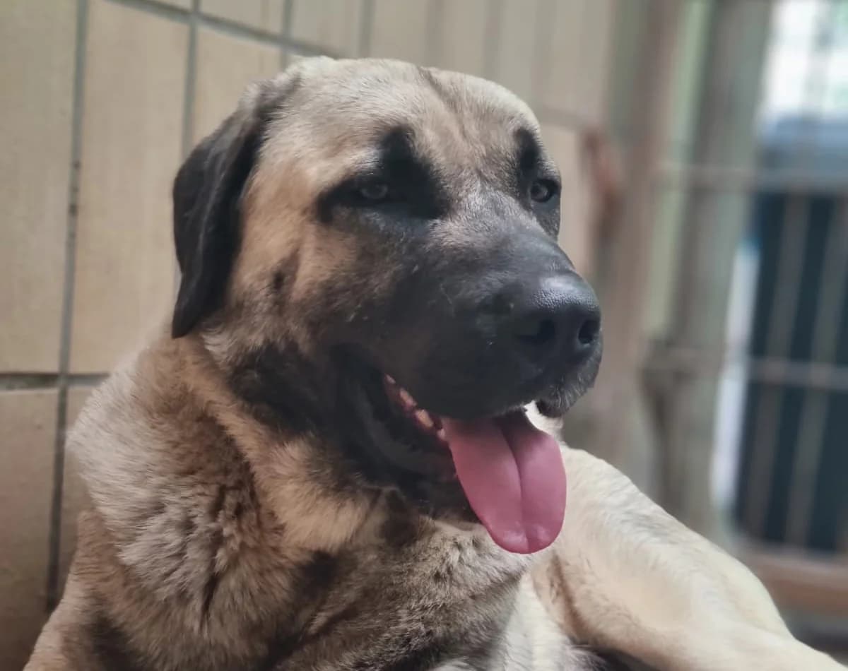 Otis, male mixed breed for adoption at Tierheim Trier, Trier