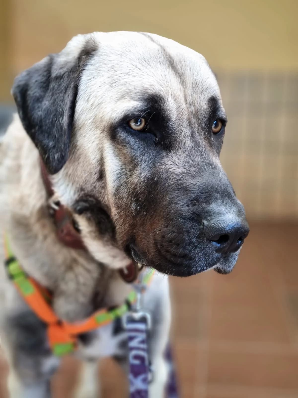Otis, male mixed breed for adoption at Tierheim Trier, Trier — photo 2 of 4