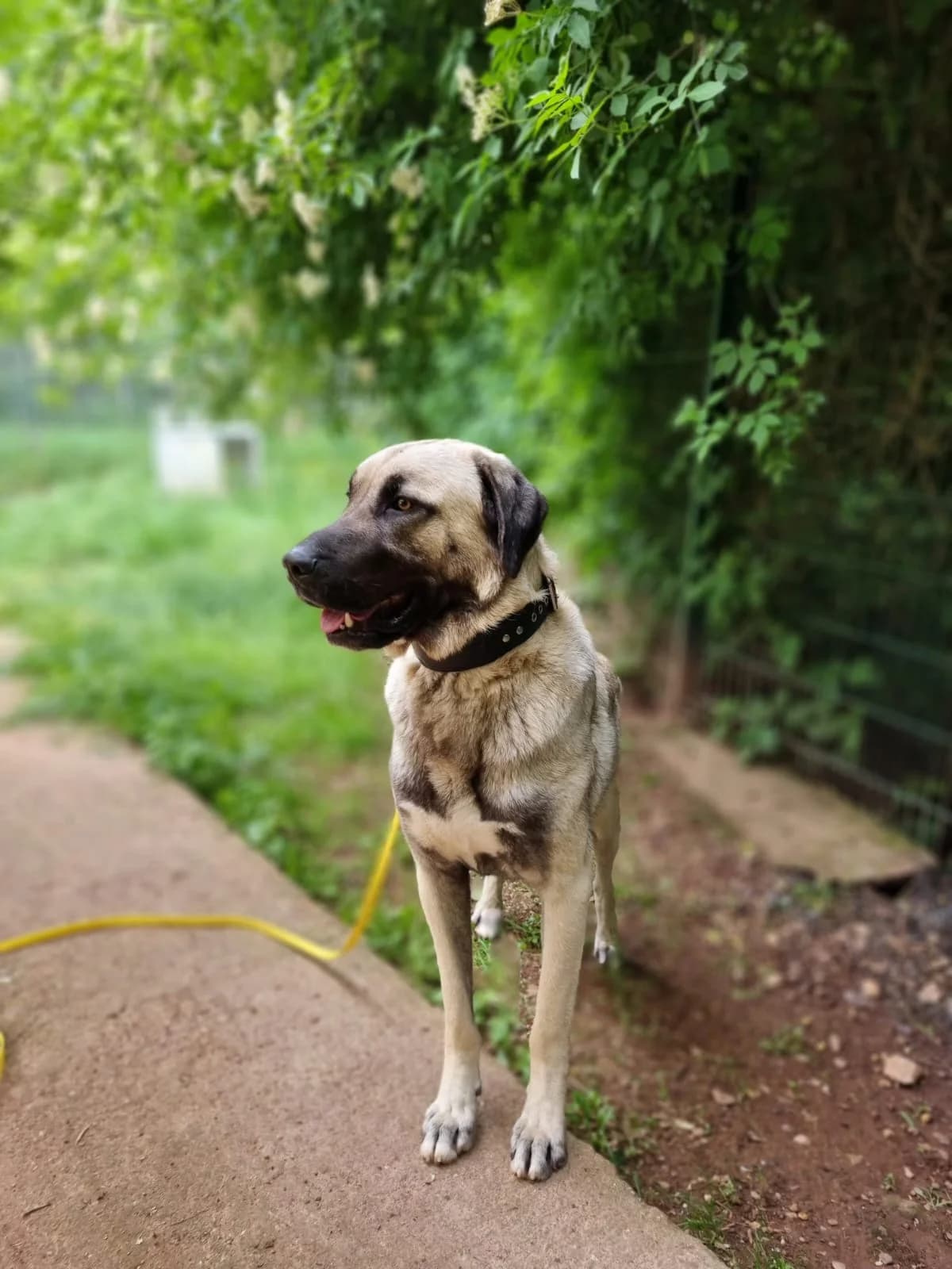 Otis, male mixed breed for adoption at Tierheim Trier, Trier — photo 3 of 4