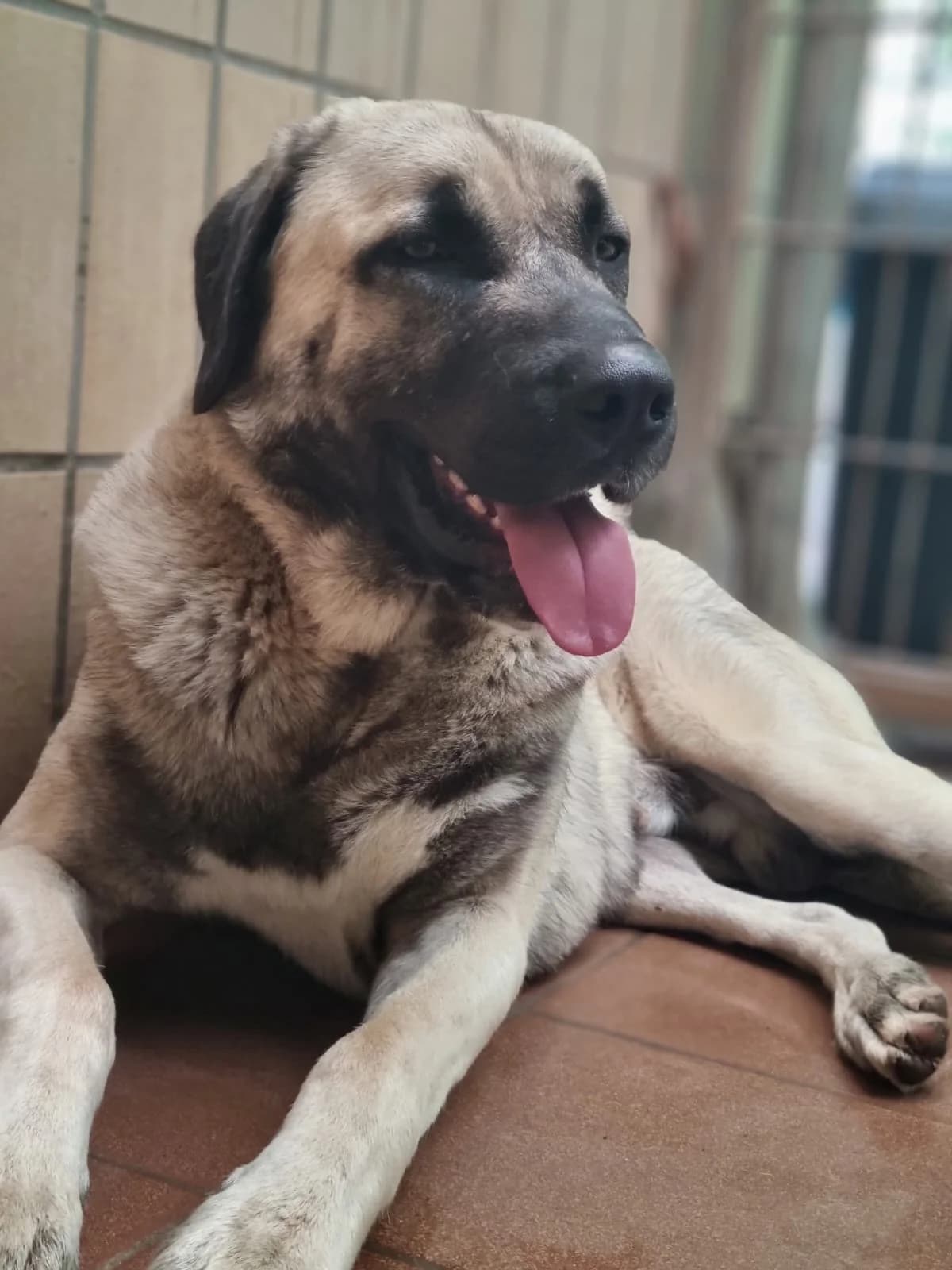 Otis, male mixed breed for adoption at Tierheim Trier, Trier — photo 4 of 4