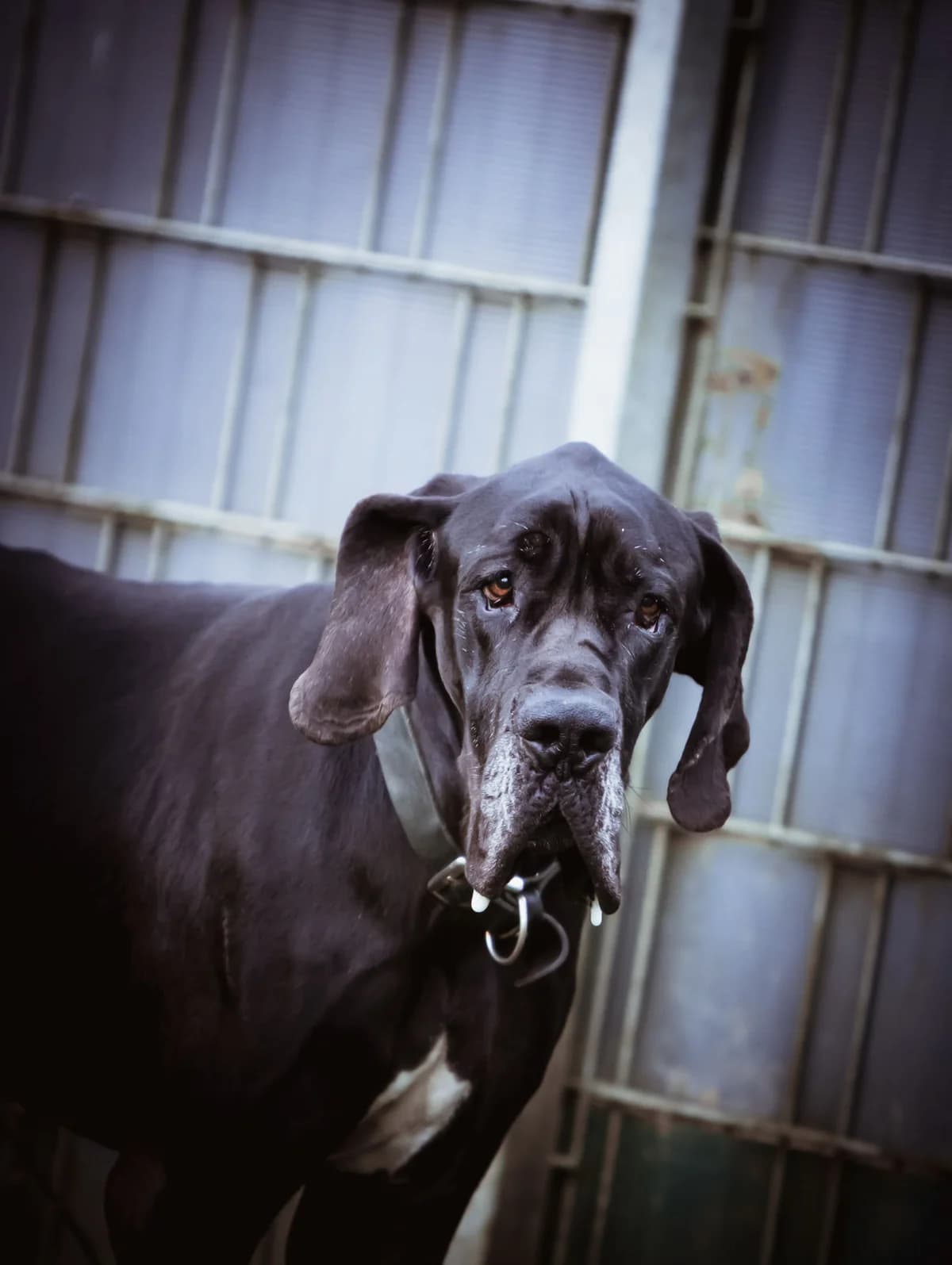 Lothar, male mixed breed for adoption at Tierheim Trier, Trier
