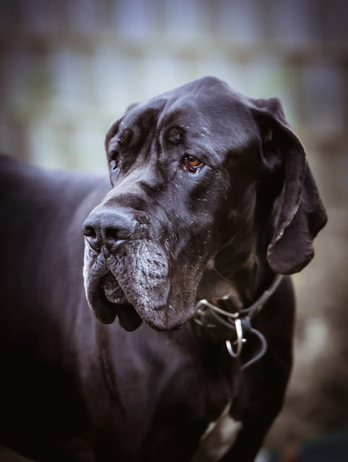 Lothar, male mixed breed for adoption at Tierheim Trier, Trier — photo 2 of 5