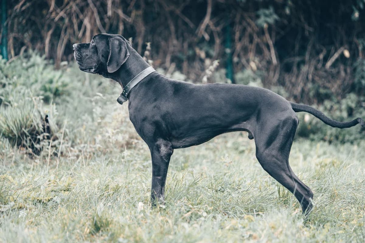 Lothar, male mixed breed for adoption at Tierheim Trier, Trier — photo 3 of 5