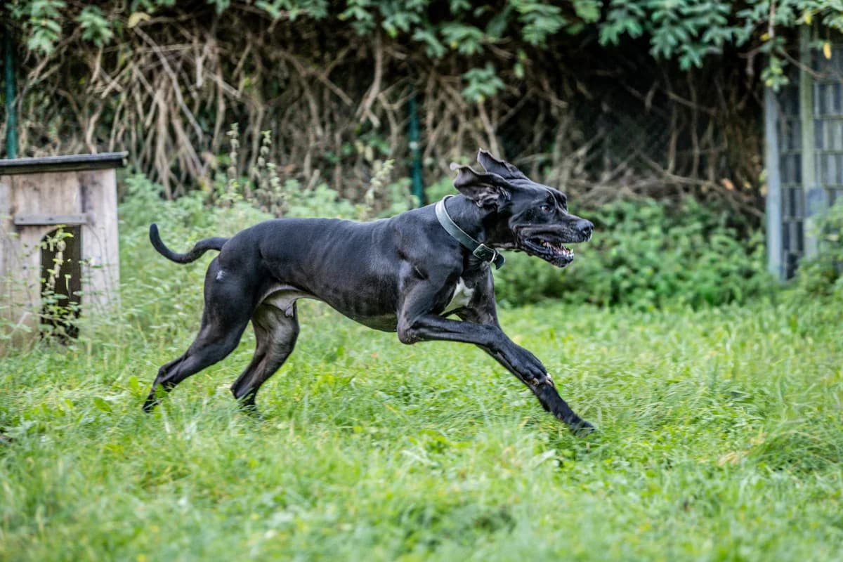 Lothar, male mixed breed for adoption at Tierheim Trier, Trier — photo 4 of 5