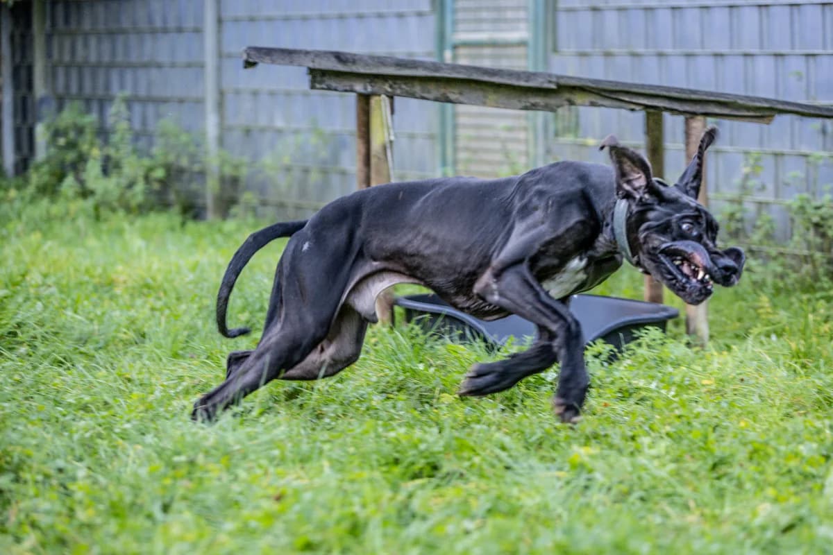 Lothar, male mixed breed for adoption at Tierheim Trier, Trier — photo 5 of 5