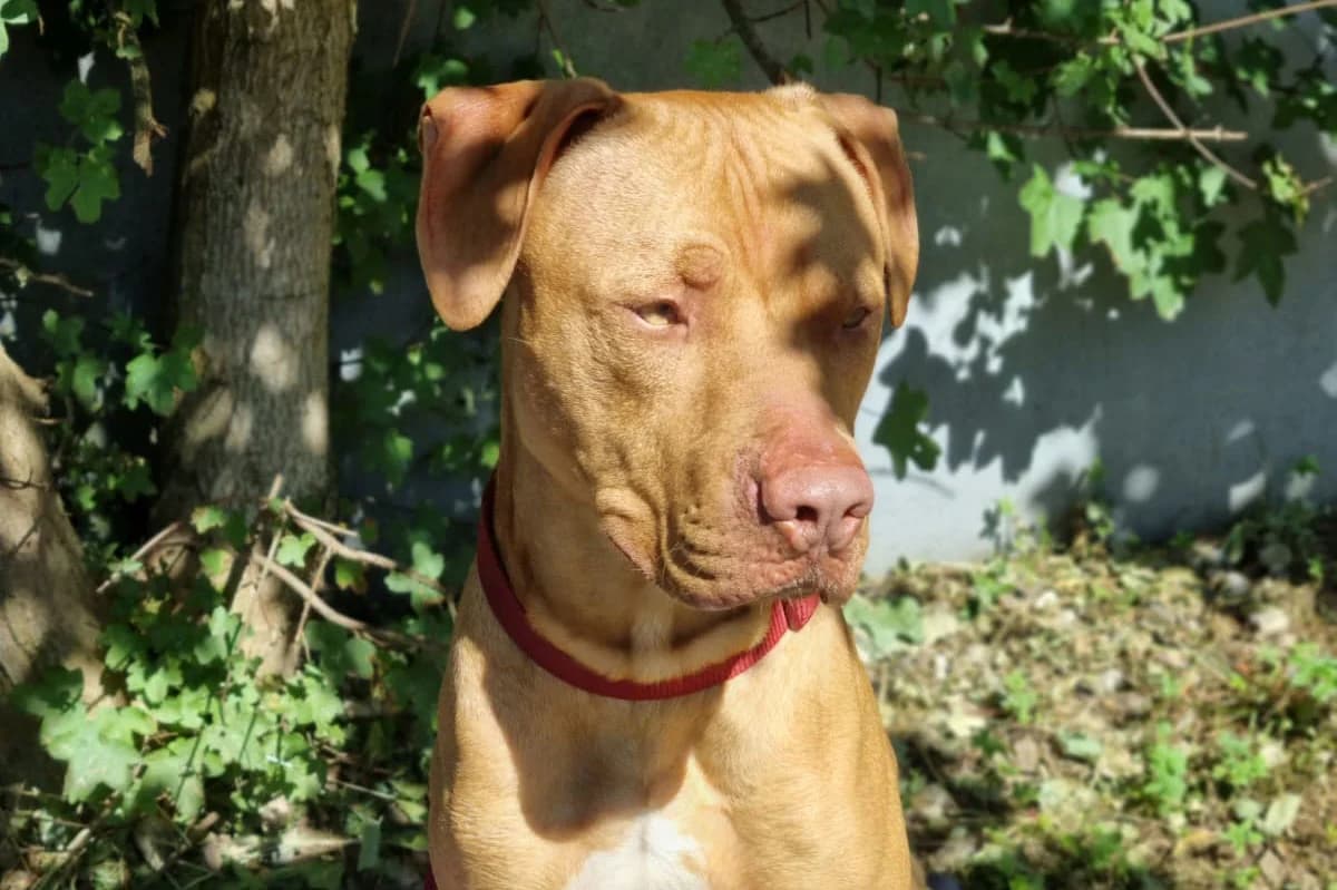 Whity, male Mixed Breed for adoption at Tierheim Trier, Trier