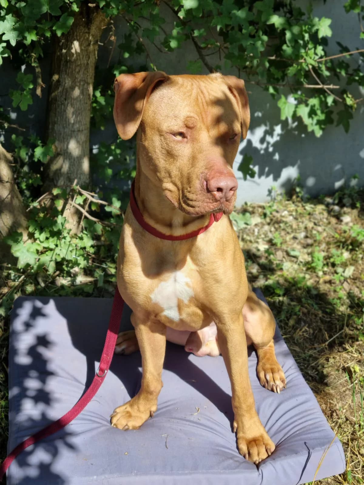 Whity, male Mixed Breed for adoption at Tierheim Trier, Trier — photo 2 of 3