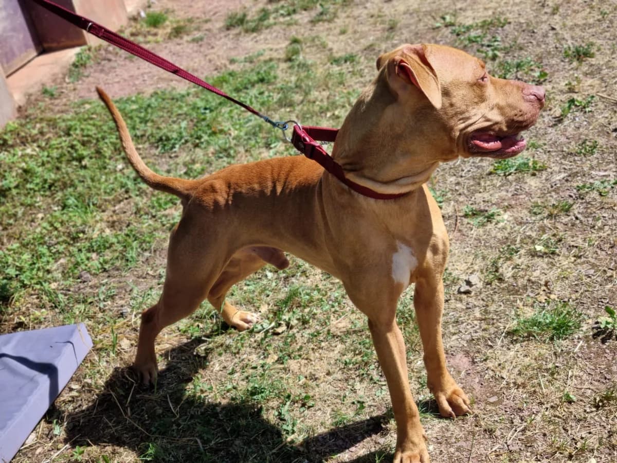 Whity, male Mixed Breed for adoption at Tierheim Trier, Trier — photo 3 of 3