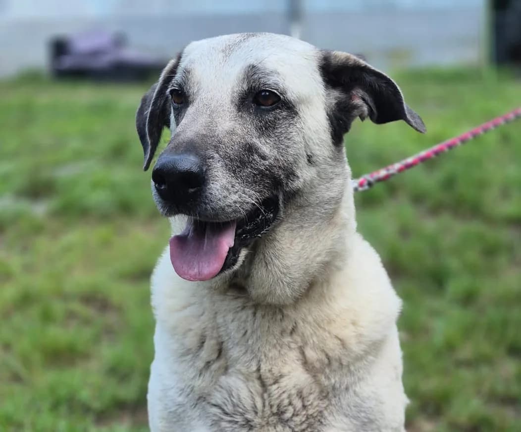 Grey, female Kangal for adoption at Tierschutzverein Trier und Umgebung e.V.