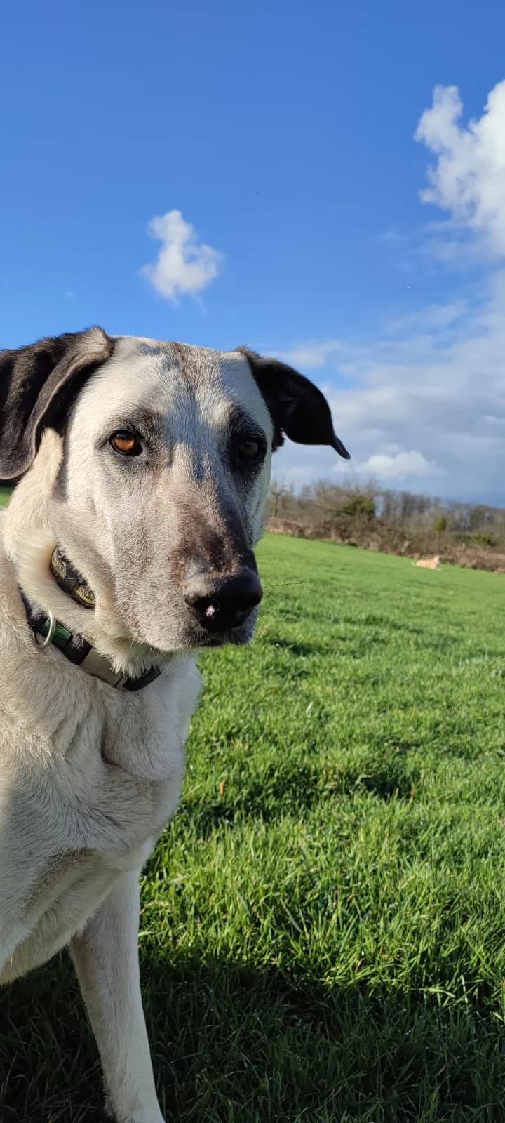 Grey, female Kangal for adoption at Tierheim Trier, Trier — photo 2 of 4