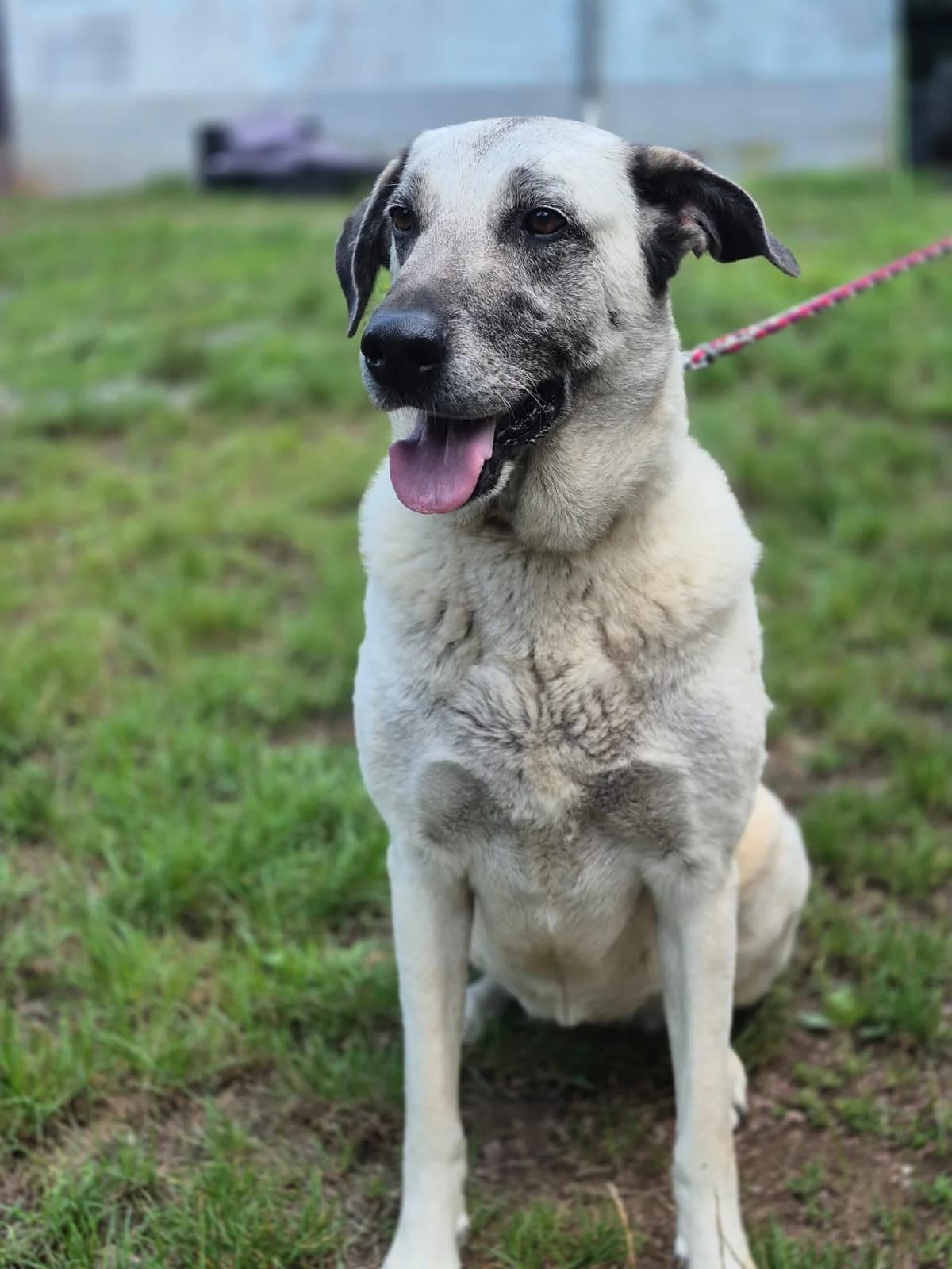 Grey, female Kangal for adoption at Tierheim Trier, Trier — photo 3 of 4