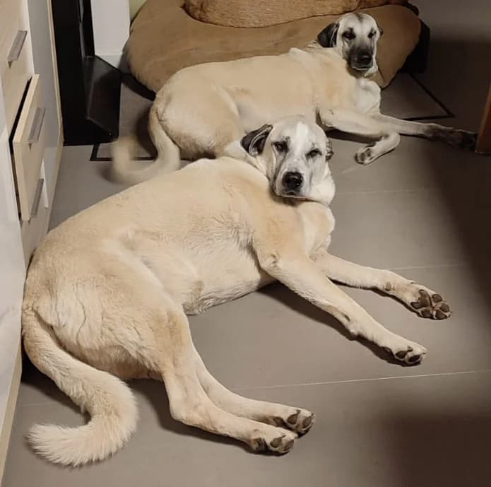 Grey, female Kangal for adoption at Tierheim Trier, Trier — photo 4 of 4