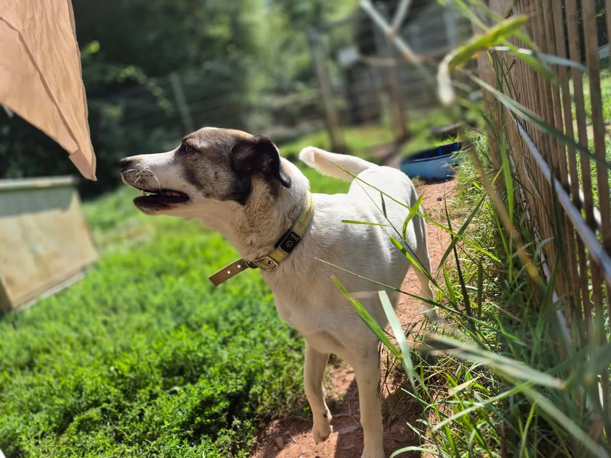 Tammi, female Mixed Breed for adoption at Tierheim Trier, Trier — photo 2 of 4