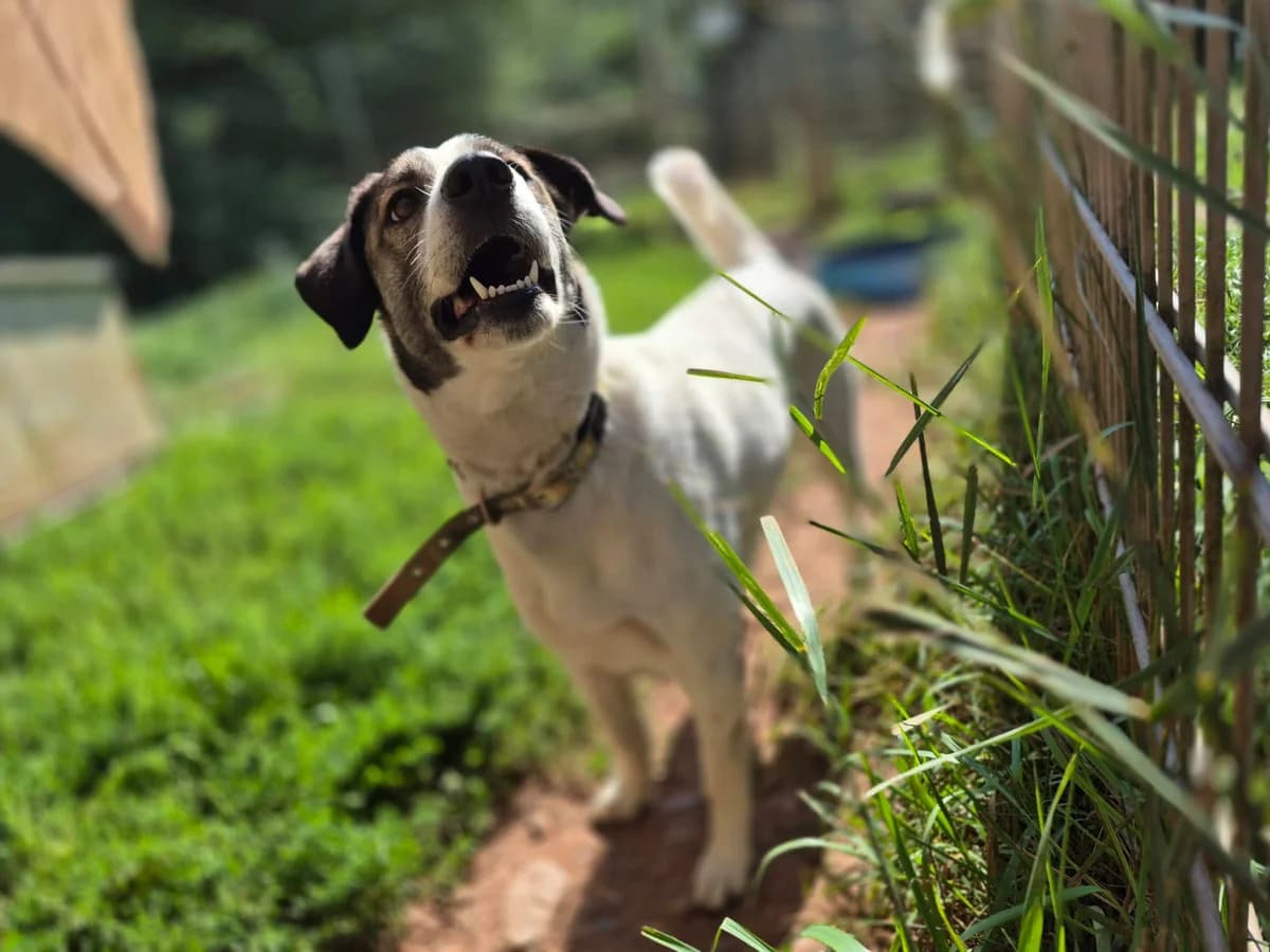 Tammi, female Mixed Breed for adoption at Tierheim Trier, Trier — photo 3 of 4