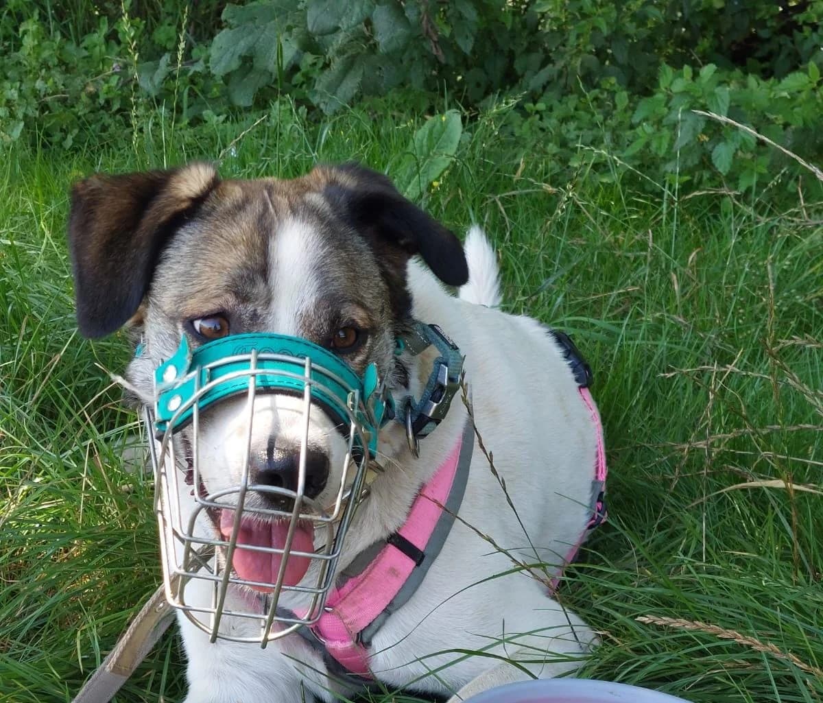 Tammi, female Mixed Breed for adoption at Tierheim Trier, Trier — photo 4 of 4