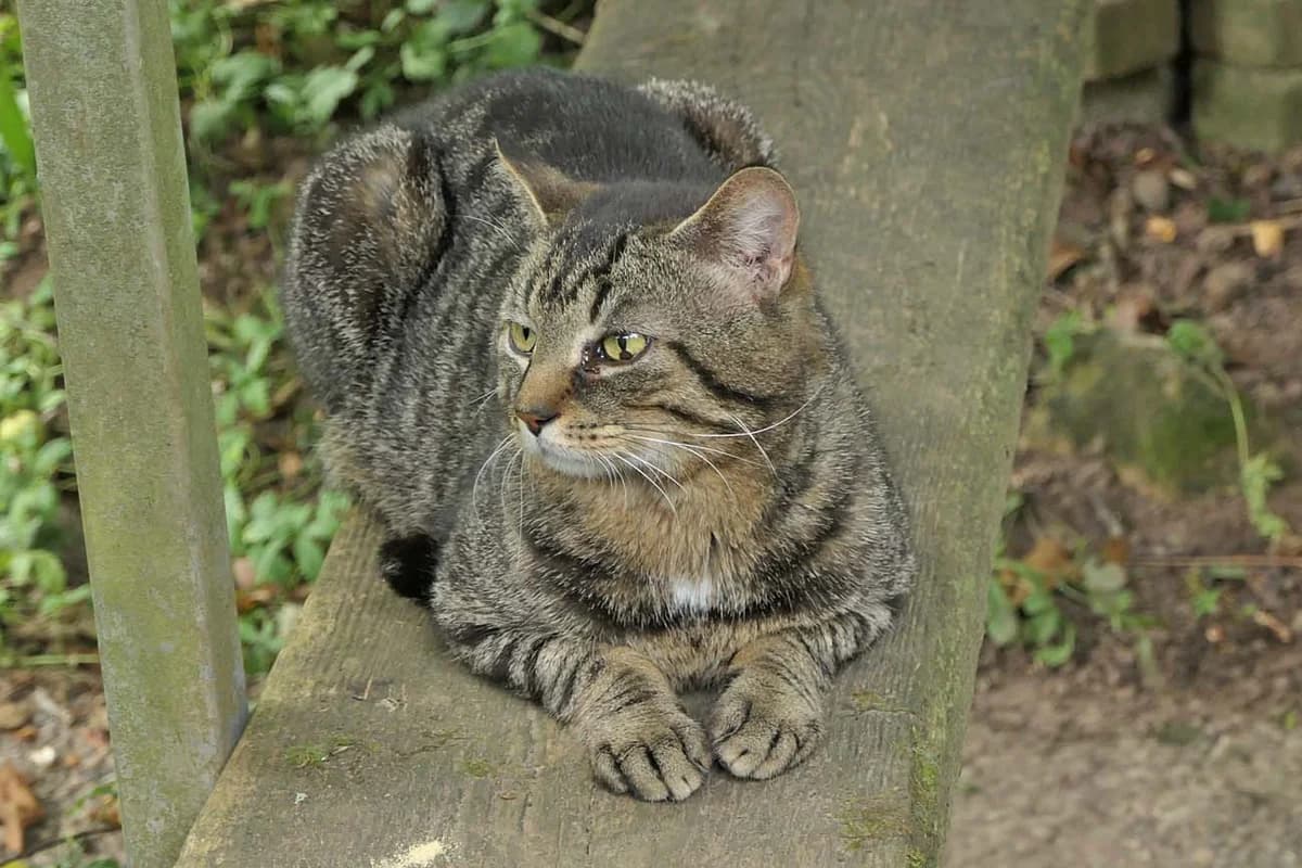 Trigoscha, getigert male Mixed Breed for adoption at Tierschutzverein Trier und Umgebung e.V.