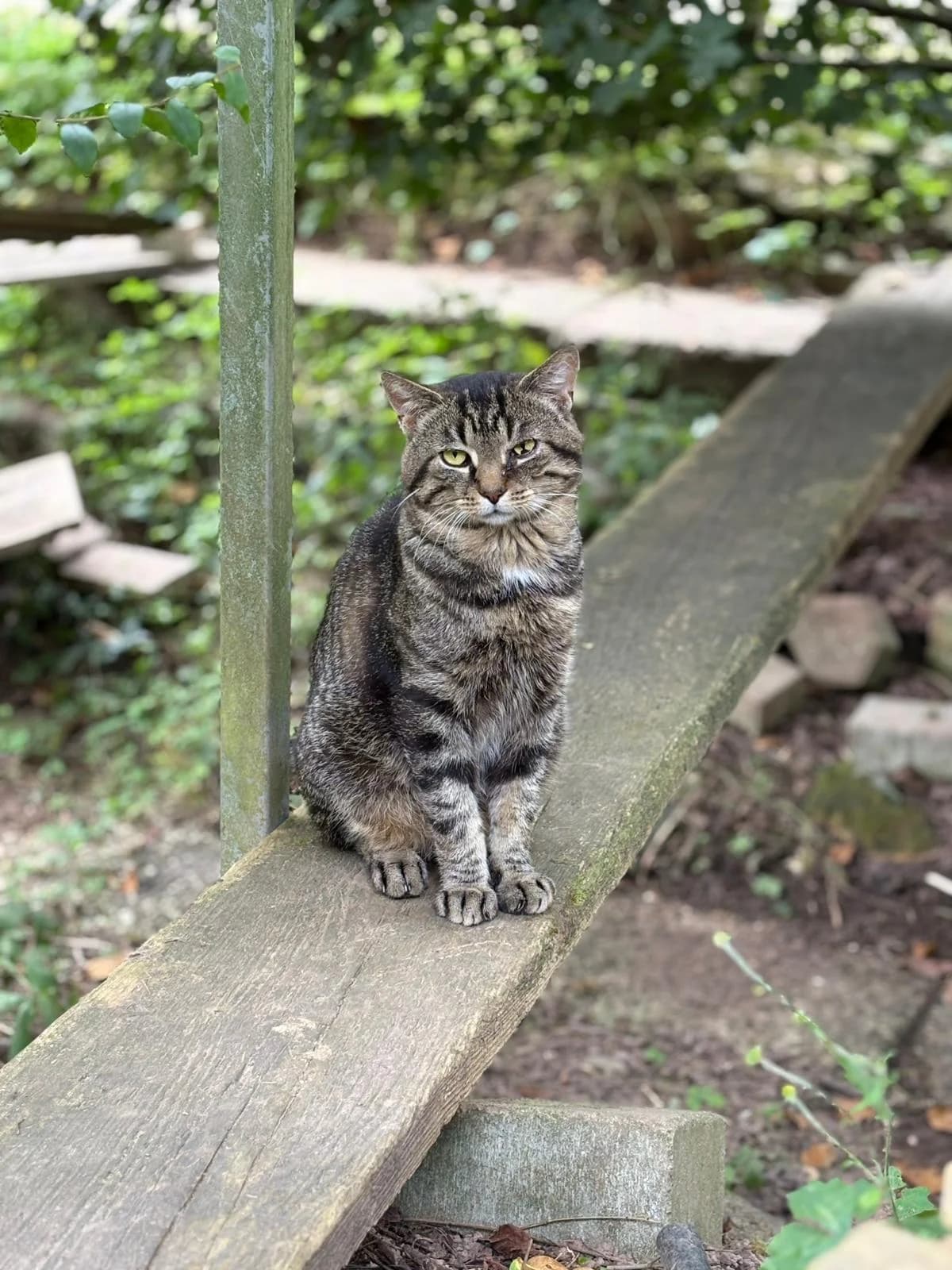 Trigoscha, male Mixed Breed for adoption at Tierheim Trier, Trier — photo 2 of 2