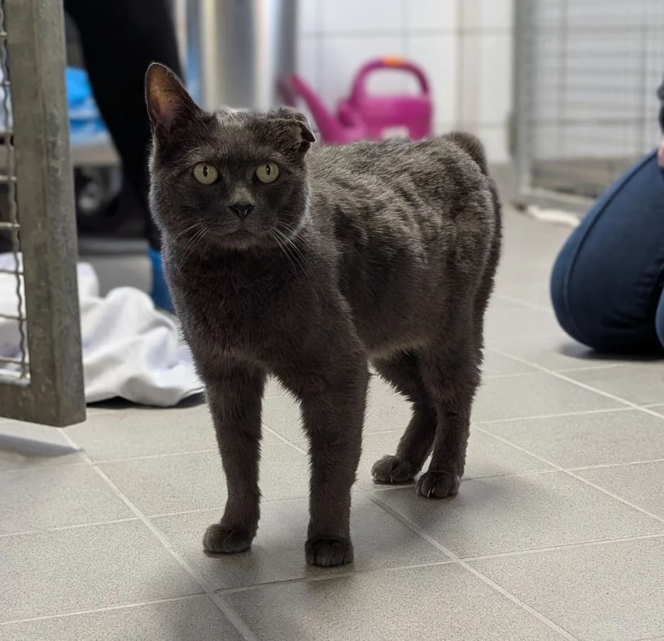 Mr. Grey, male Mixed Breed for adoption at Tierheim Trier, Trier