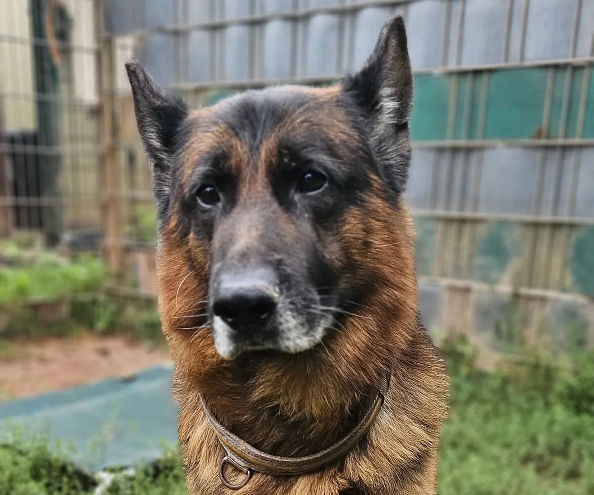 Pablo, male German Shepherd for adoption at Tierheim Trier, Trier