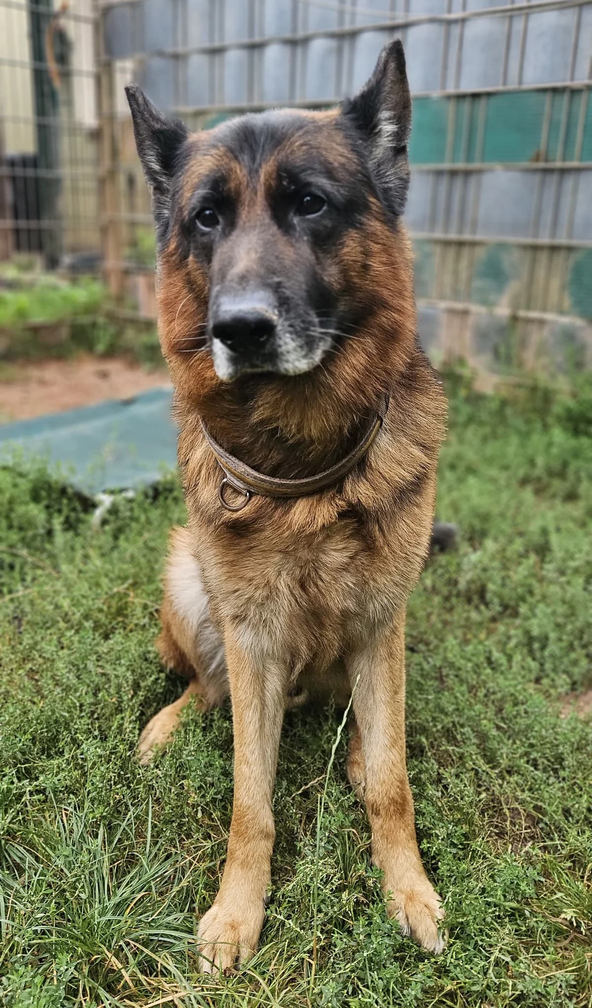 Pablo, male German Shepherd for adoption at Tierheim Trier, Trier — photo 2 of 3