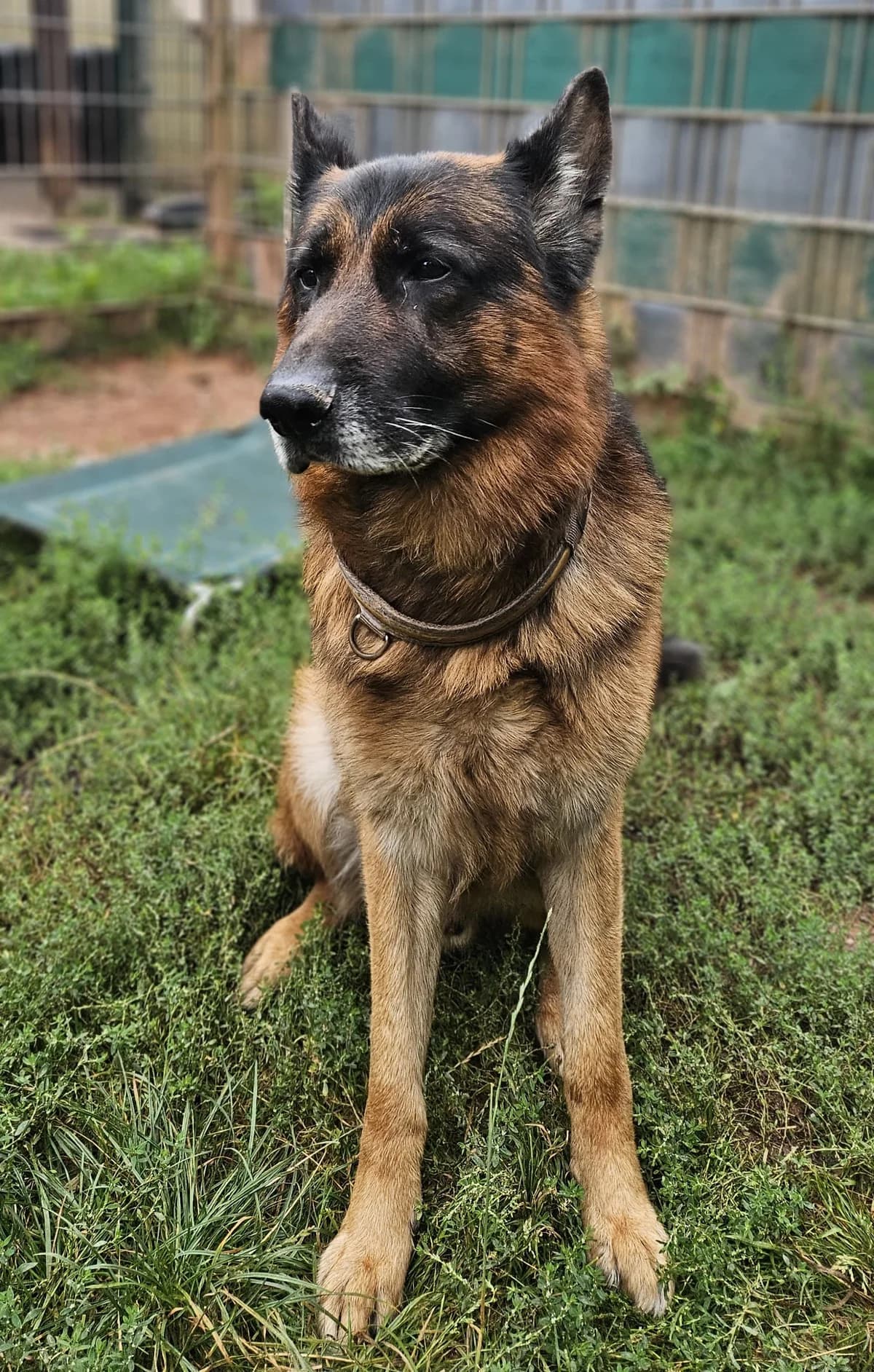 Pablo, male German Shepherd for adoption at Tierheim Trier, Trier — photo 3 of 3