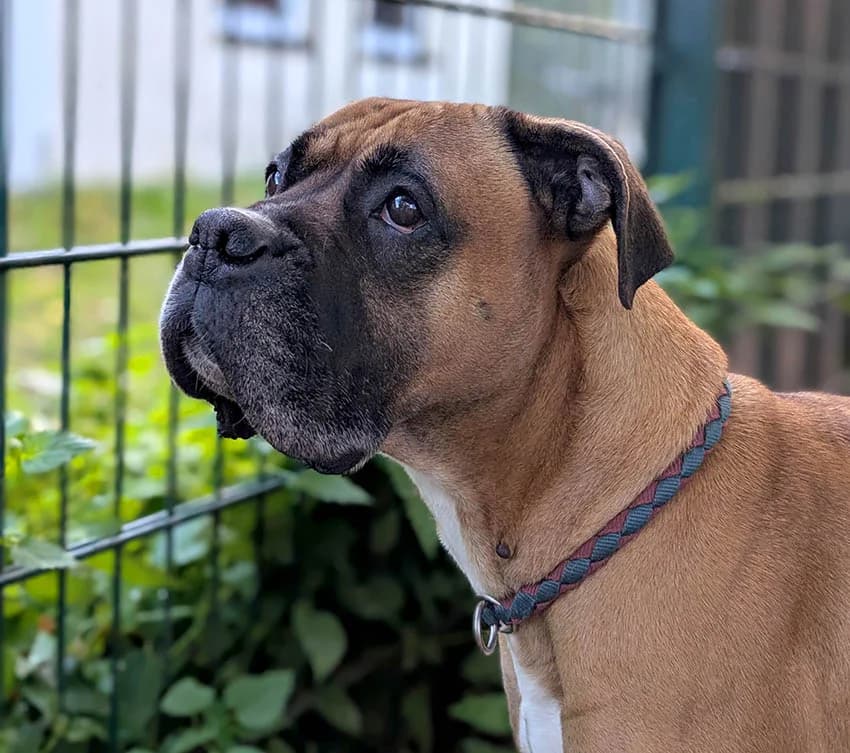 Frau Doktor, female Mixed Breed for adoption at Tierschutzverein Trier und Umgebung e.V.