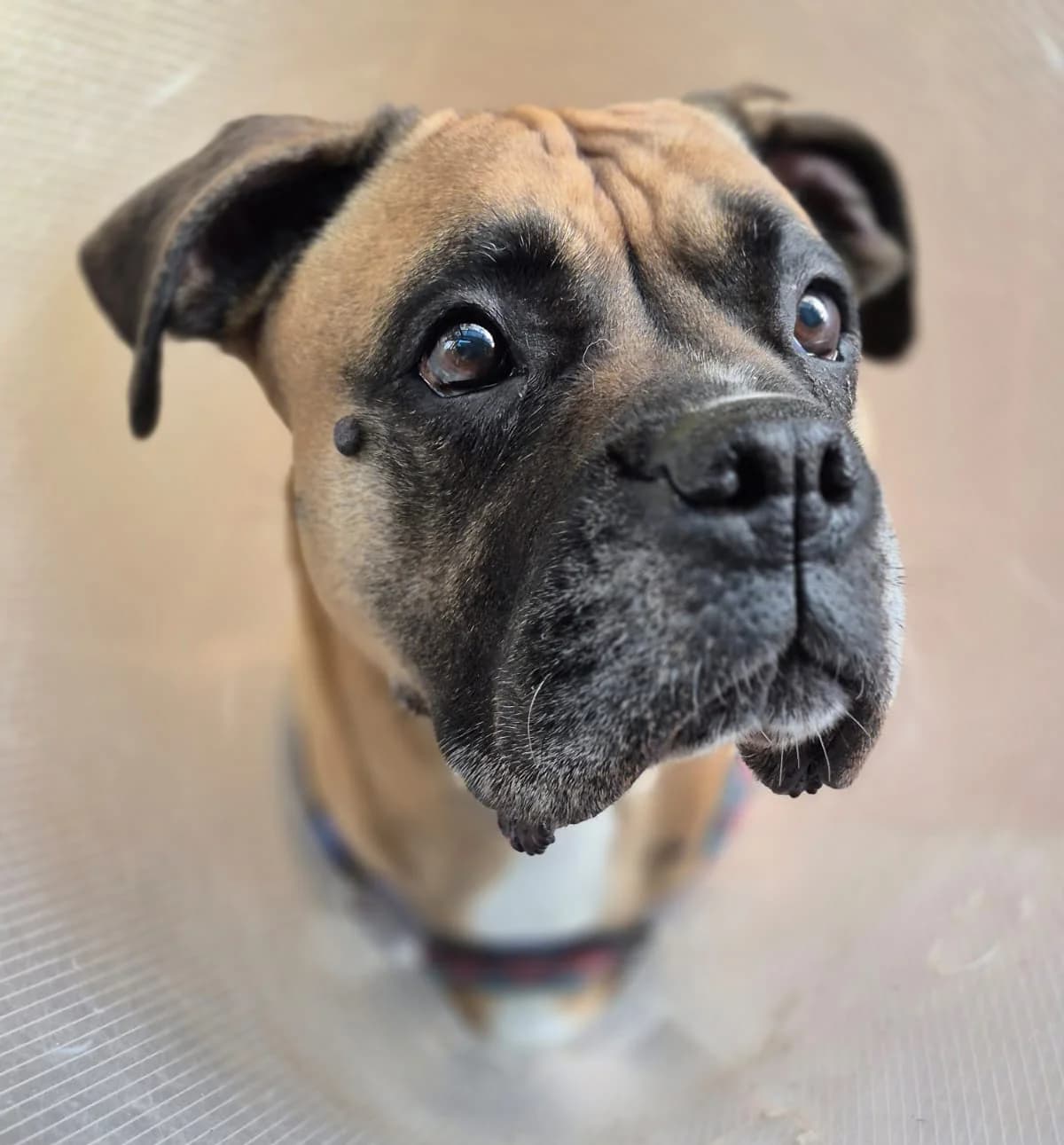 Frau Doktor, female Mixed Breed for adoption at Tierheim Trier, Trier — photo 2 of 3