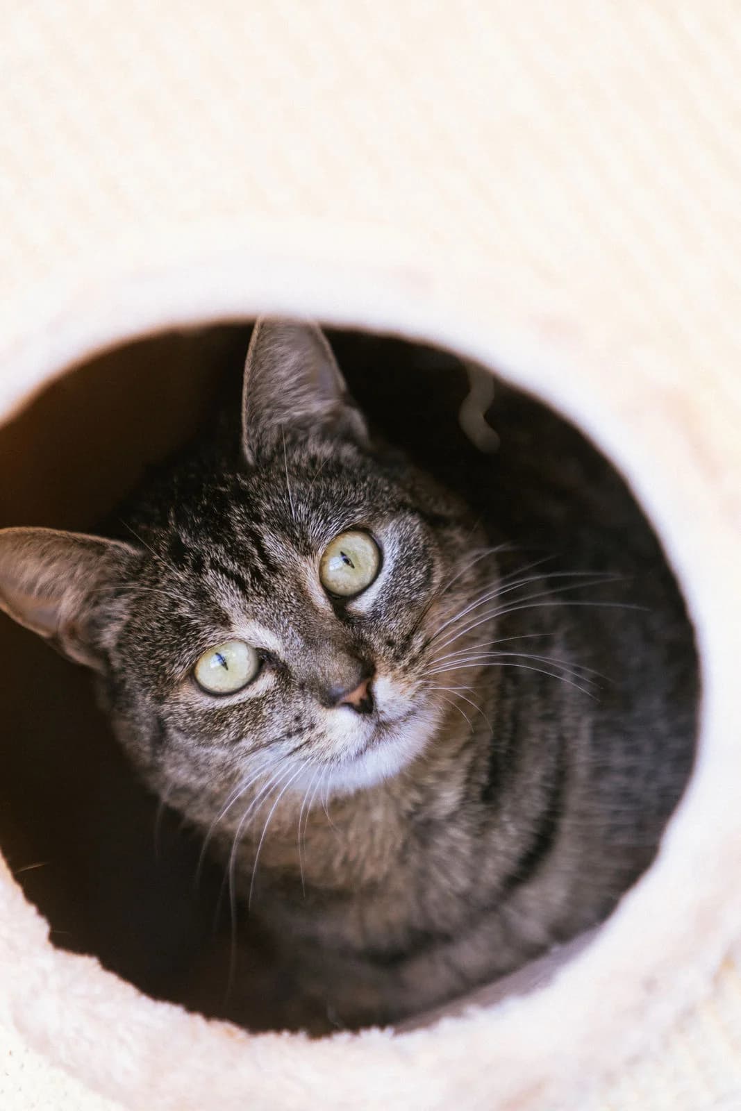 Schnusi, male Mixed Breed for adoption at Tierheim Trier, Trier