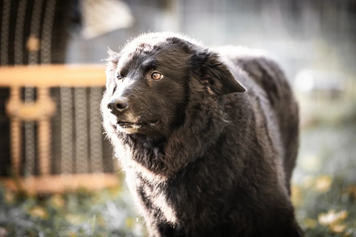 Mia, female Mixed Breed for adoption at Tierheim Trier, Trier