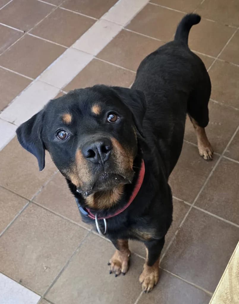 Lennox, male Rottweiler for adoption at Tierheim Trier, Trier