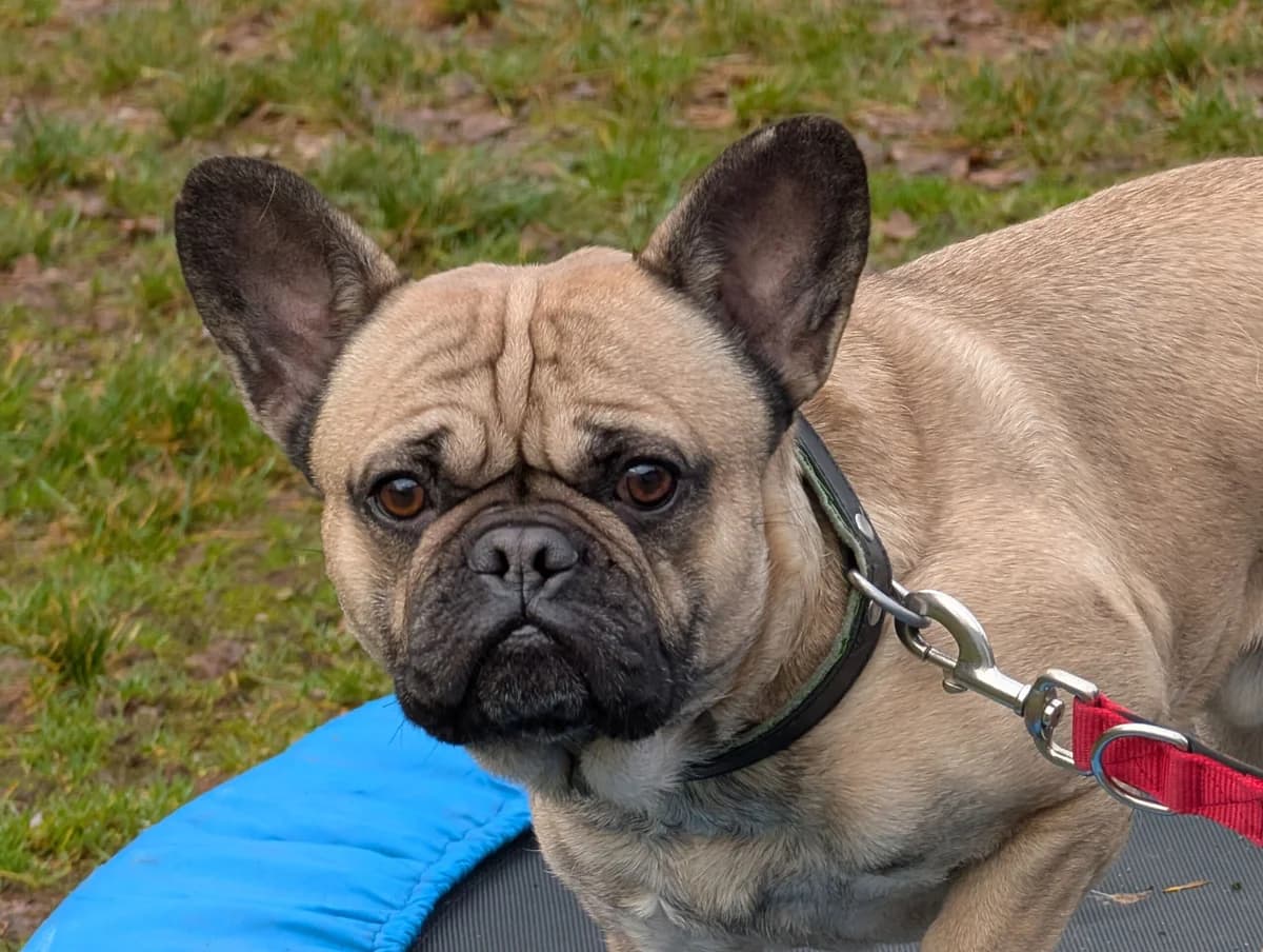 Oscar, male French Bulldog for adoption at Tierheim Trier, Trier