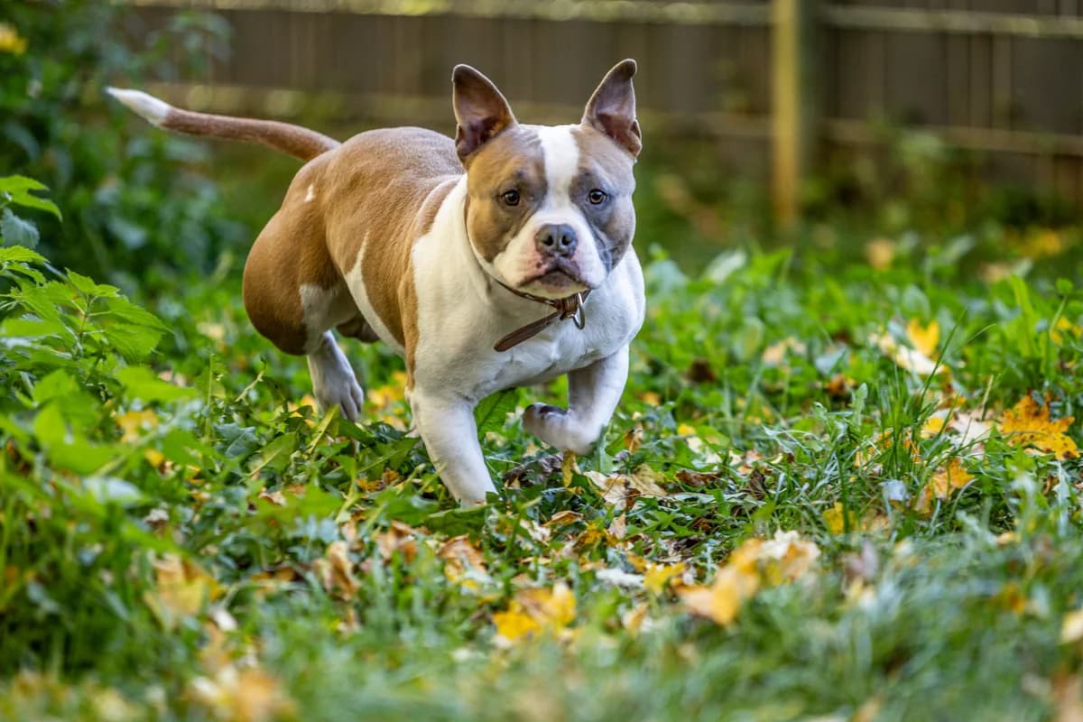 Spike, male Mixed Breed for adoption at Tierheim Trier, Trier