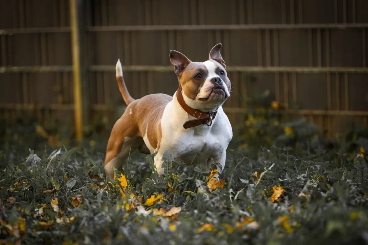 Spike, male Mixed Breed for adoption at Tierheim Trier, Trier — photo 3 of 5