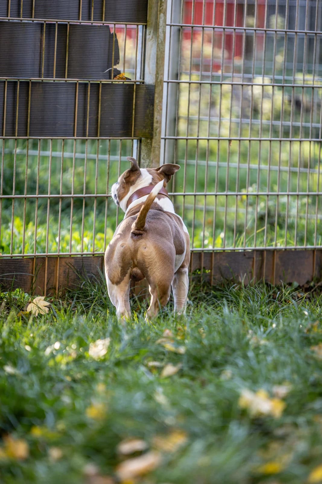 Spike, male Mixed Breed for adoption at Tierheim Trier, Trier — photo 4 of 5