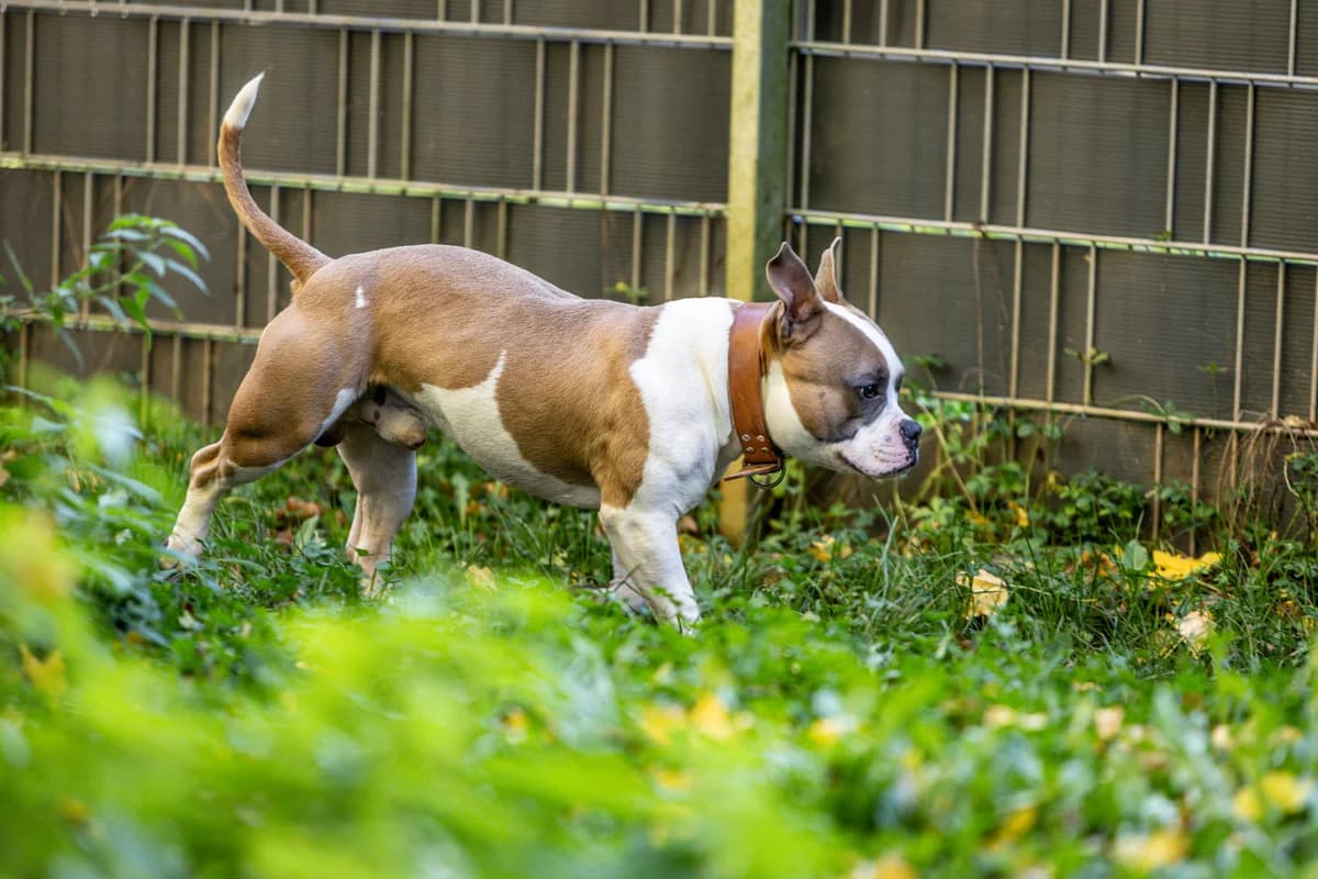 Spike, male Mixed Breed for adoption at Tierheim Trier, Trier — photo 5 of 5