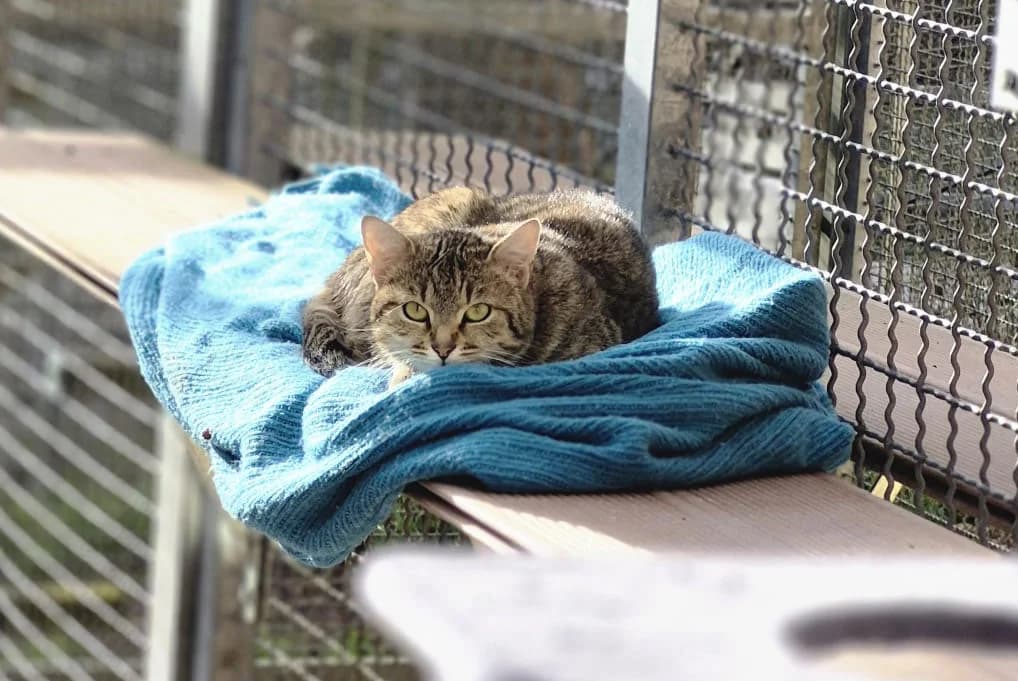Ene, female young European Shorthair for adoption at Tierschutzverein Trier und Umgebung e.V.