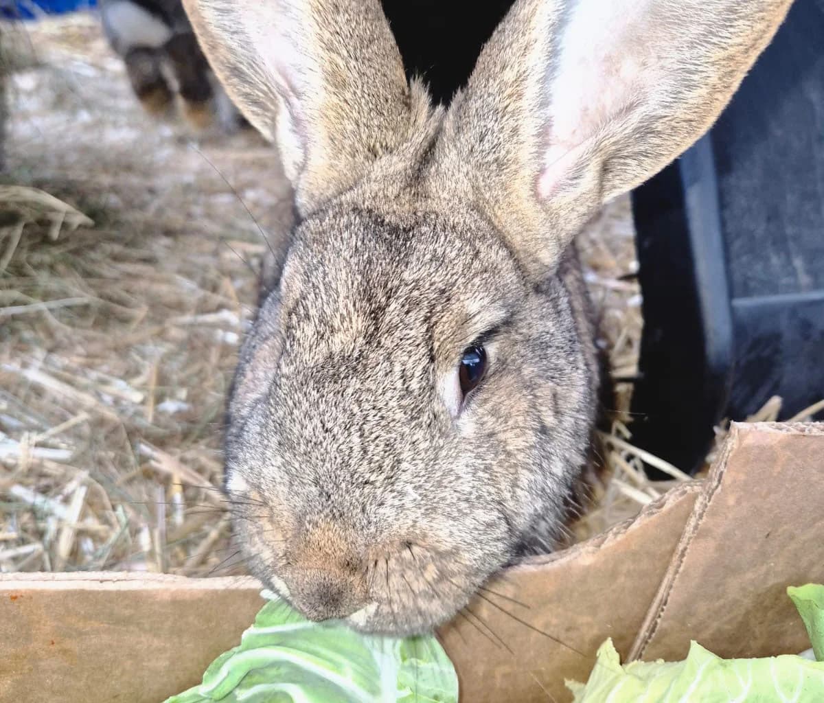 Taifun & Tabasco, male Mixed Breed for adoption at Tierheim Trier, Trier