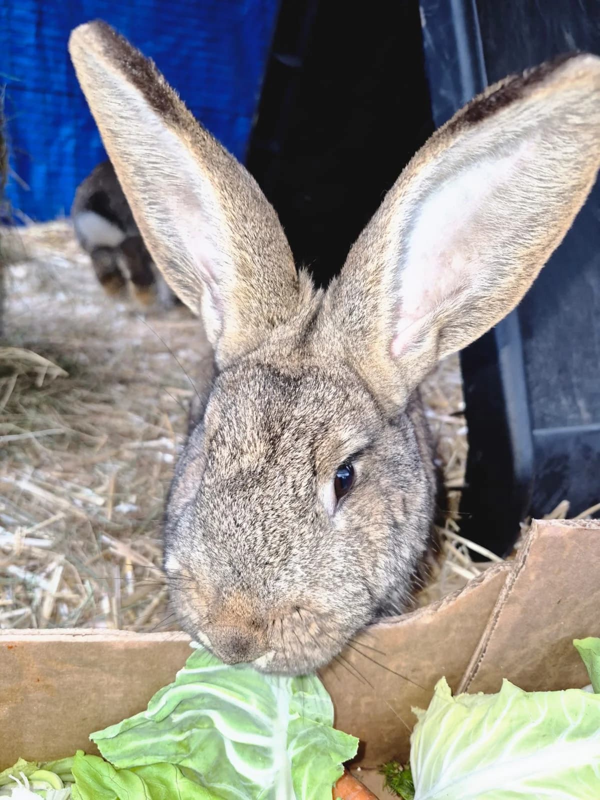 Taifun & Tabasco, male Mixed Breed for adoption at Tierheim Trier, Trier — photo 2 of 3