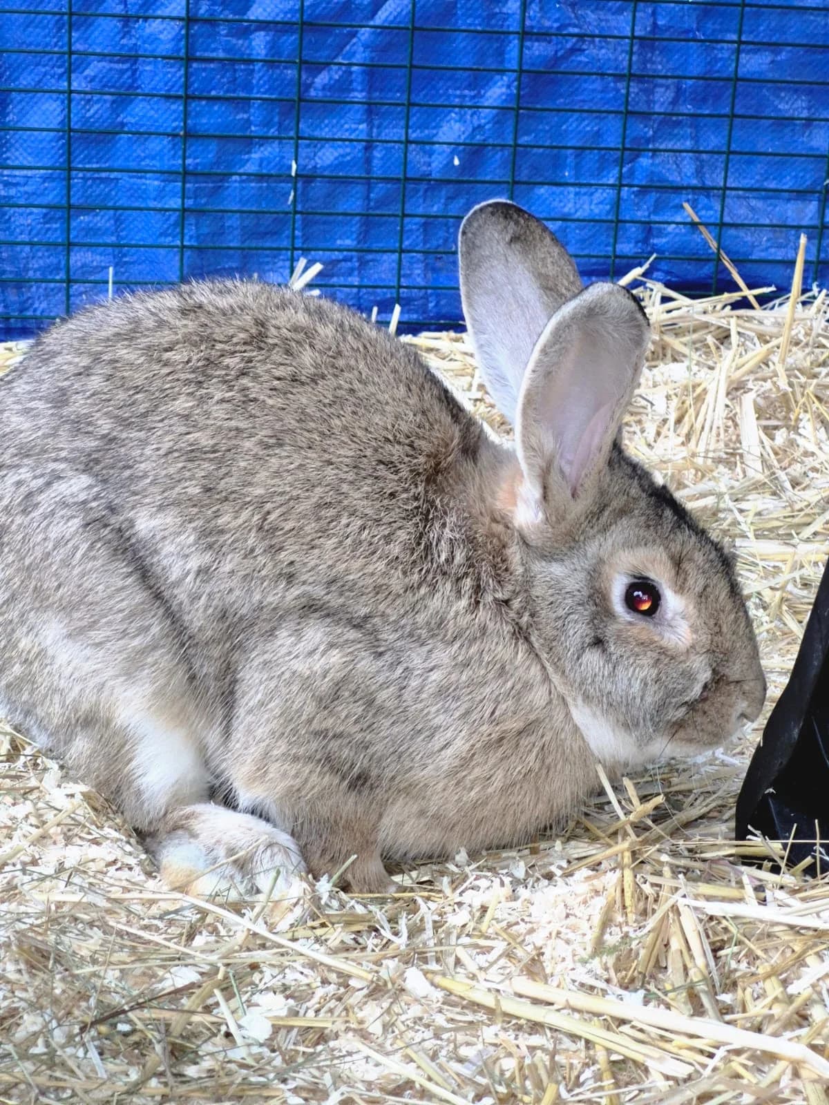 Taifun & Tabasco, male Mixed Breed for adoption at Tierheim Trier, Trier — photo 3 of 3