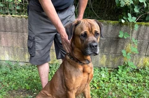 Nemo, male Mixed Breed for adoption at Tierheim Trier, Trier