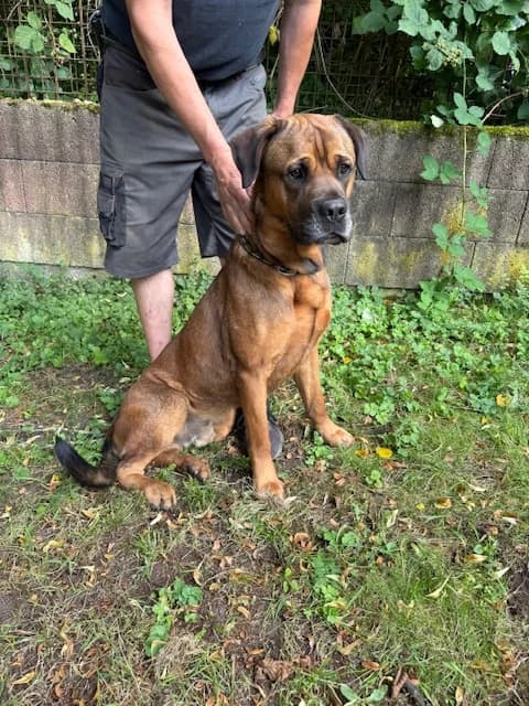 Nemo, male Mixed Breed for adoption at Tierheim Trier, Trier — photo 2 of 4