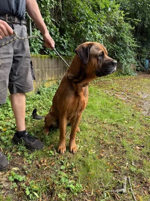 Nemo, male Mixed Breed for adoption at Tierheim Trier, Trier — photo 3 of 4