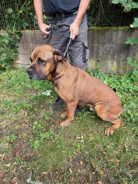 Nemo, male Mixed Breed for adoption at Tierheim Trier, Trier — photo 4 of 4