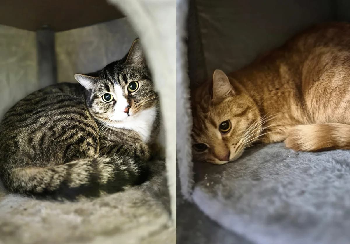 Karlchen & Söckchen, male Mixed Breed for adoption at Tierheim Trier, Trier