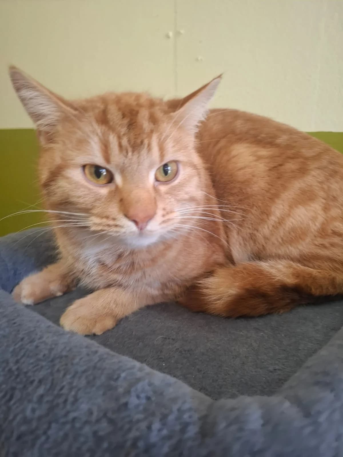 Karlchen & Söckchen, male Mixed Breed for adoption at Tierheim Trier, Trier — photo 2 of 3