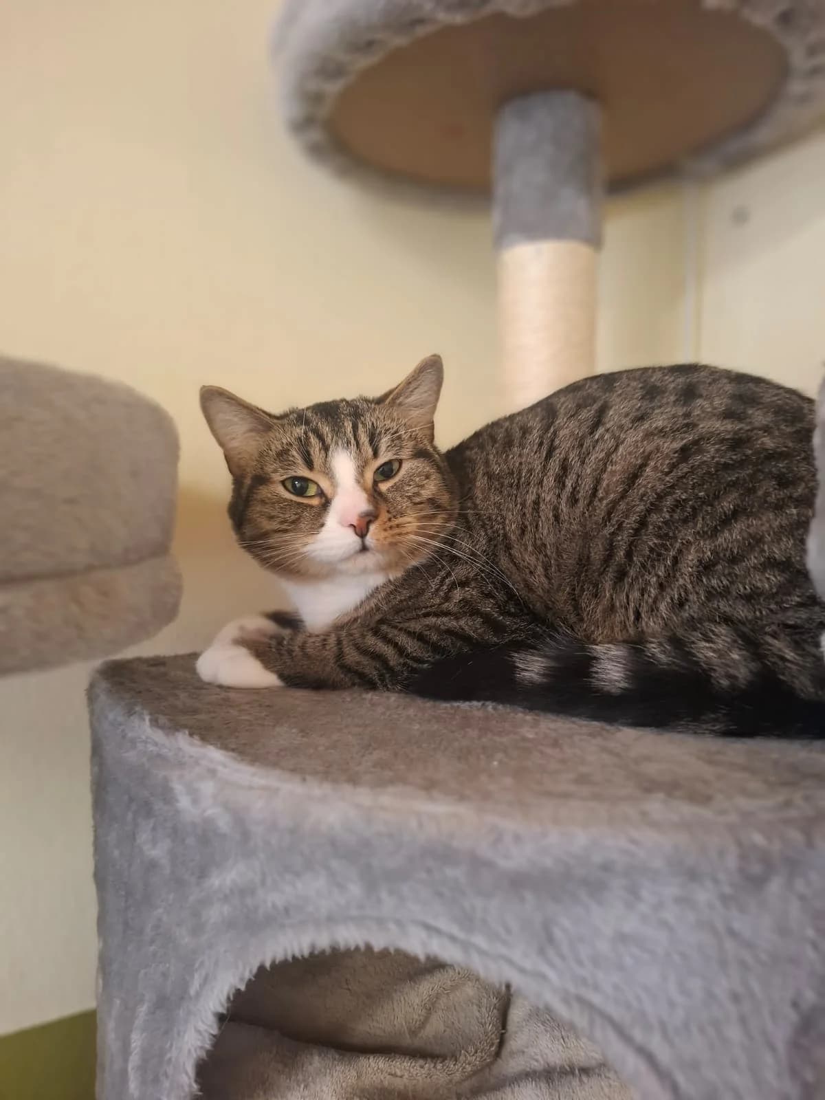 Karlchen & Söckchen, male Mixed Breed for adoption at Tierheim Trier, Trier — photo 3 of 3