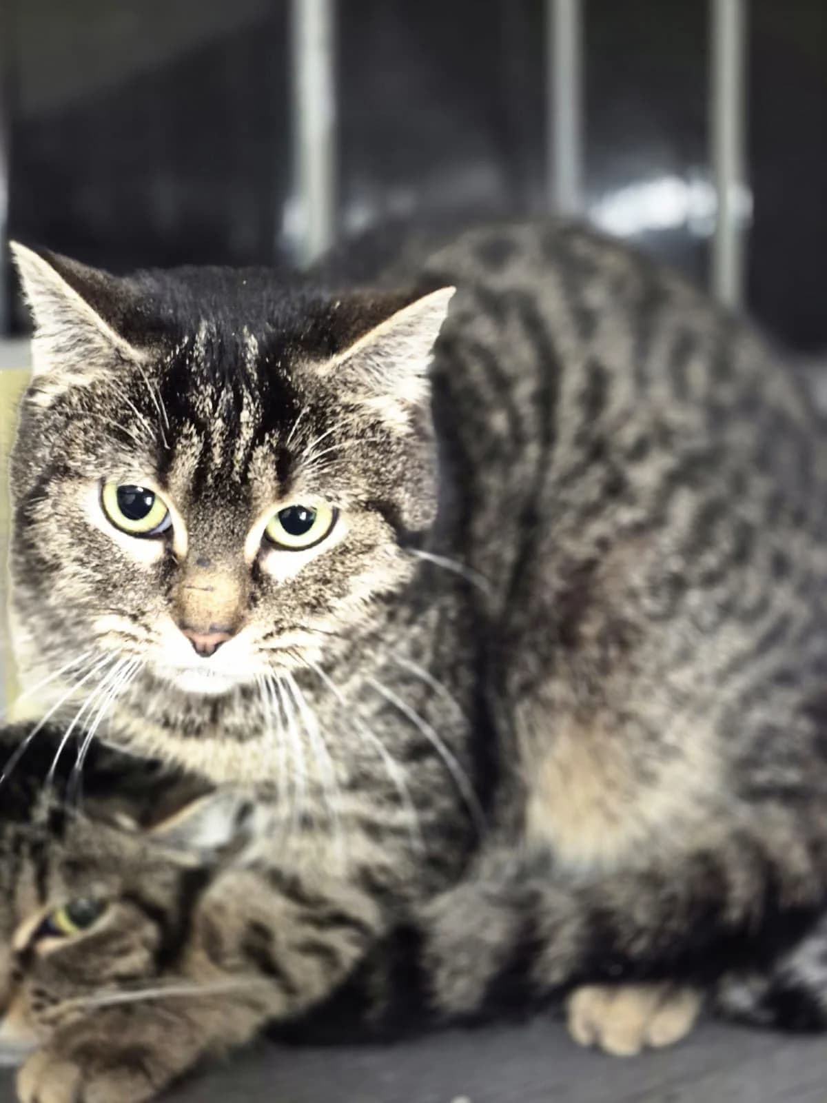 Nilsine, female Mixed Breed for adoption at Tierheim Trier, Trier